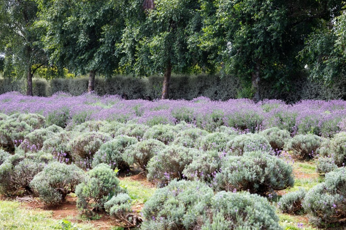 Cum poti transforma o plantatie de lavanda intr o afacere profitabila